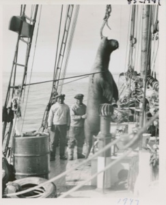 Image of Hoisting walrus [Kale Peary and Sorrak Mayak]